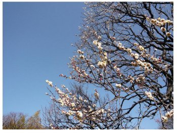 2011年１月神代植物公園の白梅s1.jpg